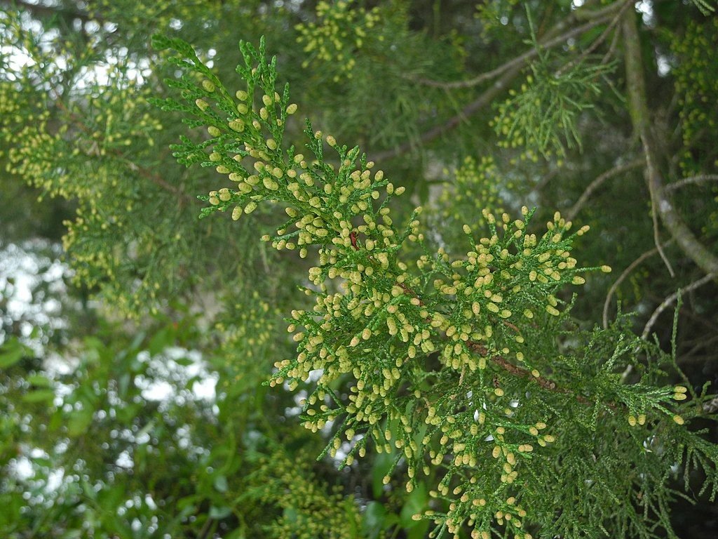 Junípero chinês 'Aurea' (Juniperus chinensis 'Aurea')
