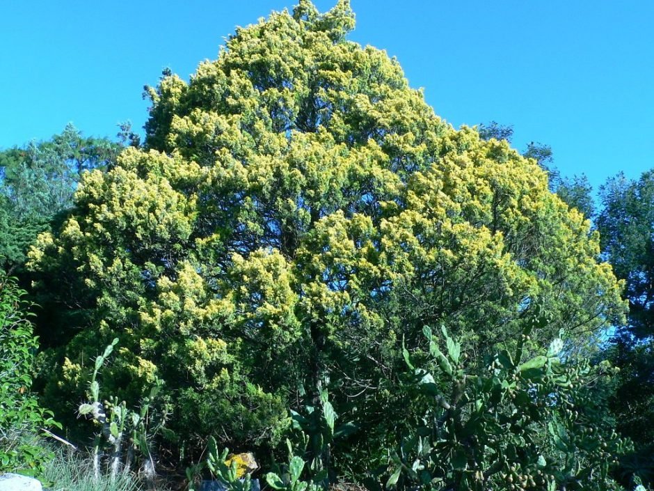Como plantar Junípero chinês 'Aurea' (Juniperus chinensis 'Aurea')_1