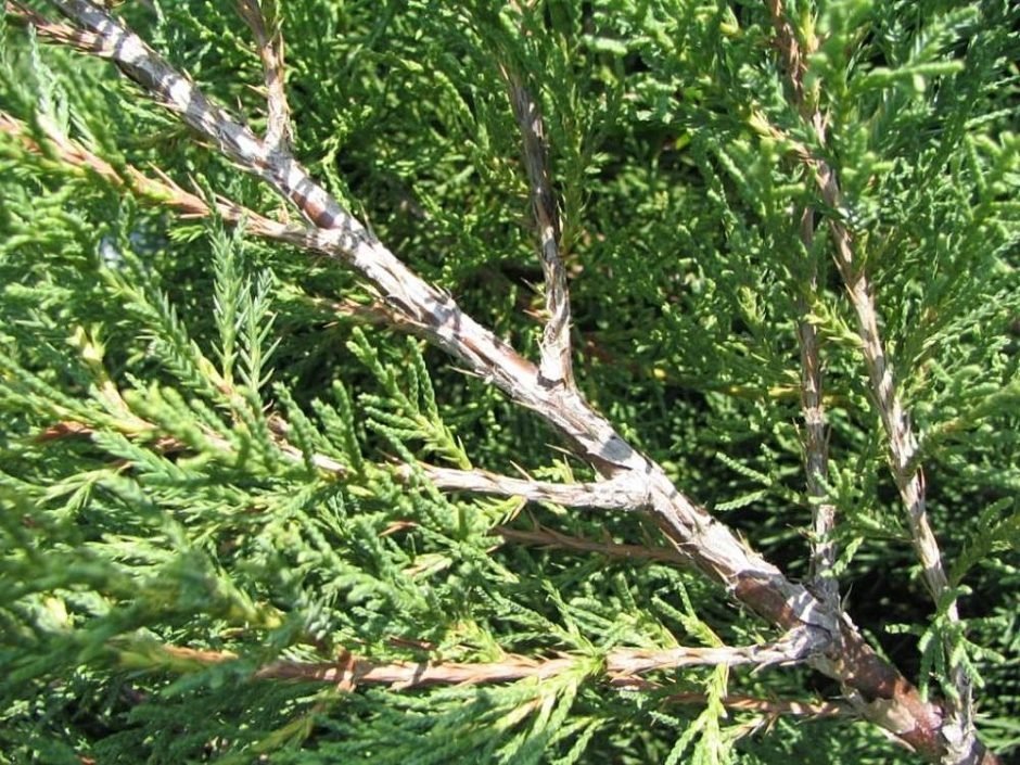 Onde plantar Junípero chinês 'Aurea' (Juniperus chinensis 'Aurea')_2