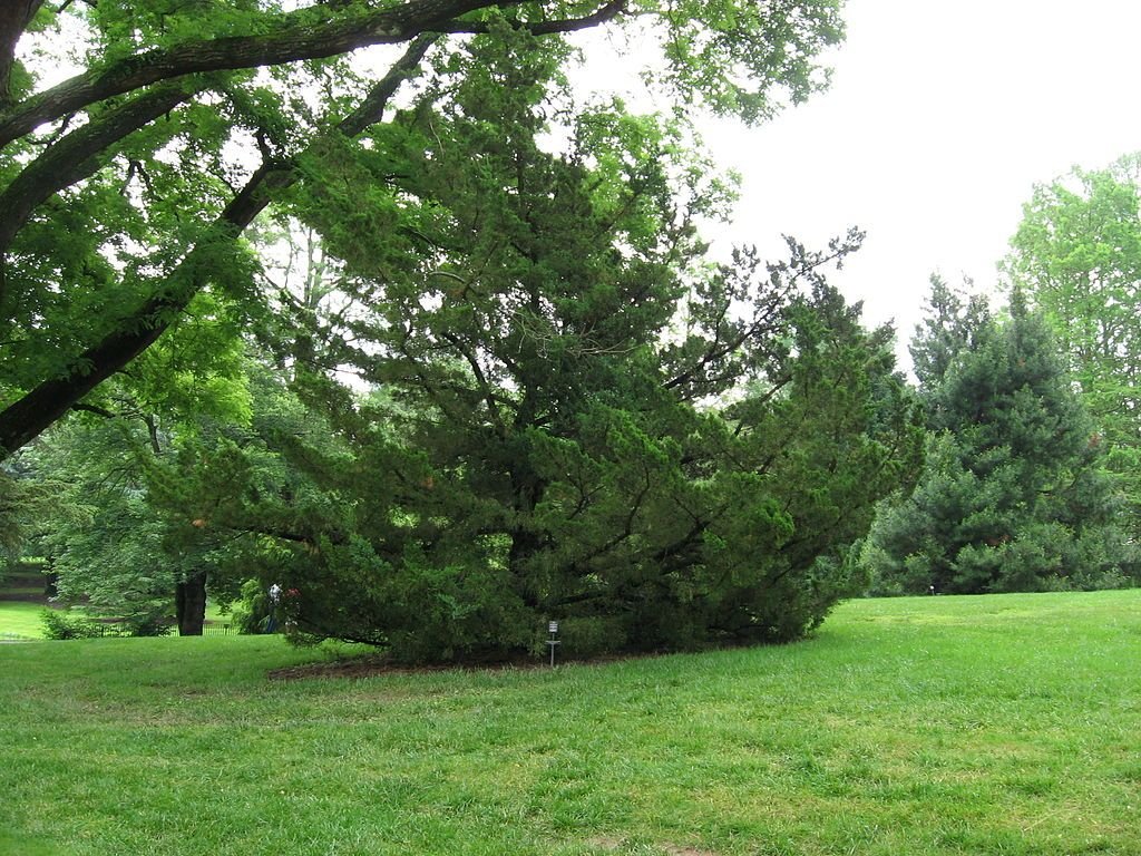 Junípero da China (Juniperus chinensis)