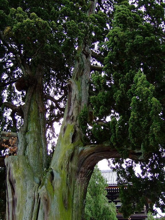 Como plantar Junípero da China (Juniperus chinensis)_1