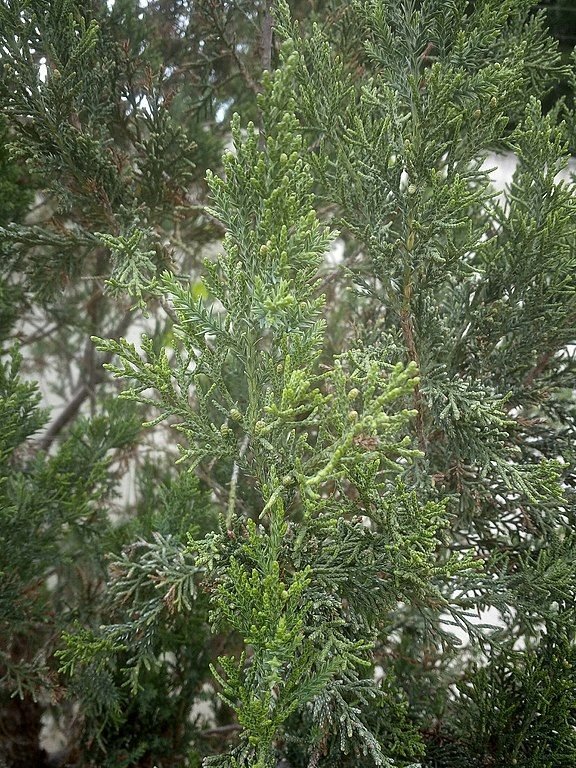 Onde plantar Junípero da China (Juniperus chinensis)_2