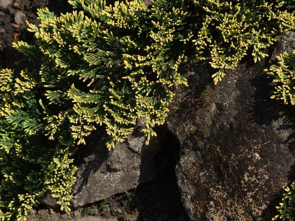 Junípero rastejante 'Golden Carpet' (Juniperus horizontalis 'Golden Carpet')