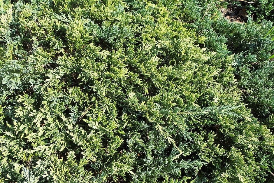 Como plantar Junípero rastejante 'Golden Carpet' (Juniperus horizontalis 'Golden Carpet')_1
