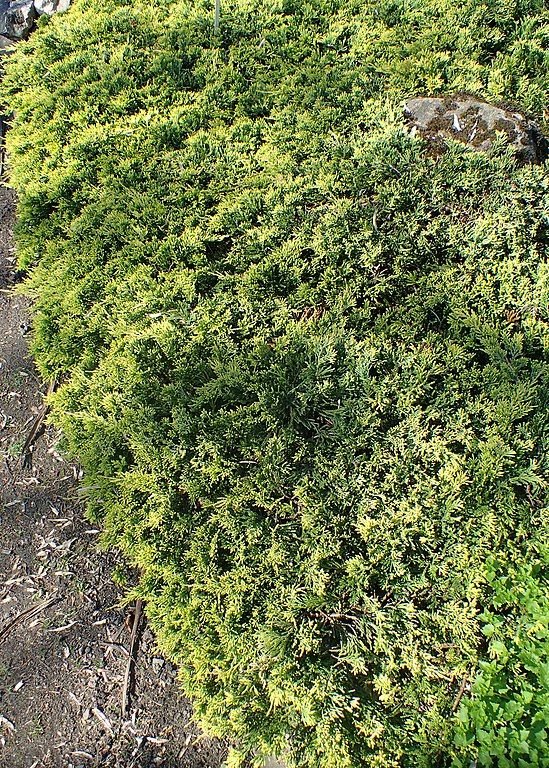 Onde plantar Junípero rastejante 'Golden Carpet' (Juniperus horizontalis 'Golden Carpet')_2