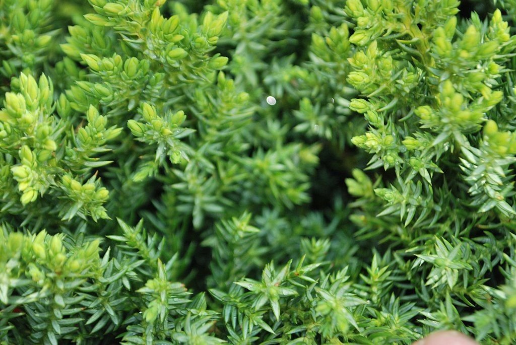 Junípero rastejante 'Nana' (Juniperus procumbens 'Nana')