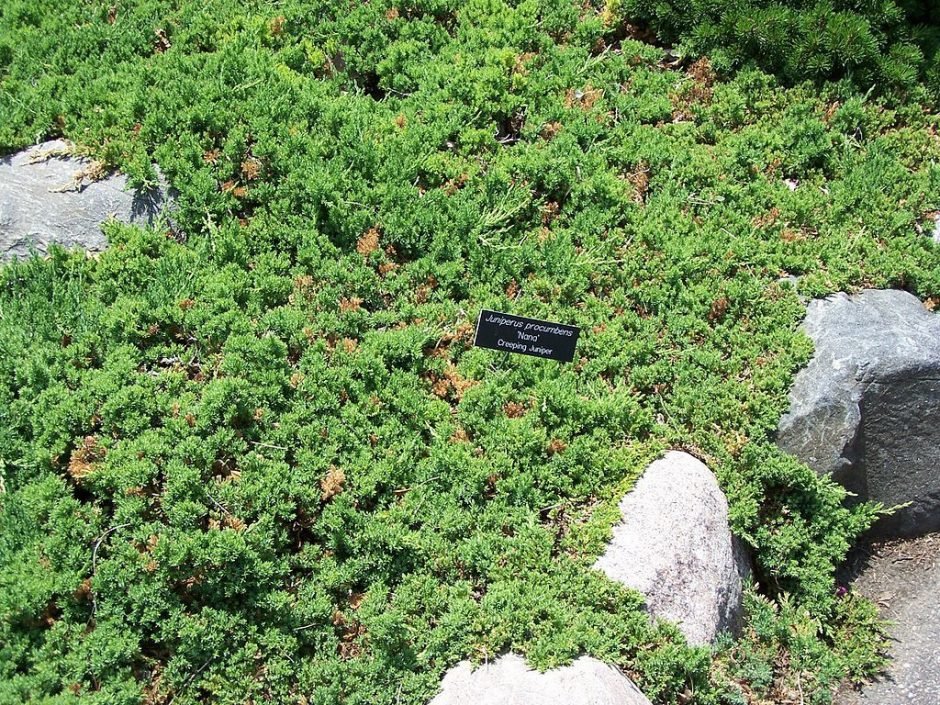 Como plantar Junípero rastejante 'Nana' (Juniperus procumbens 'Nana')_1