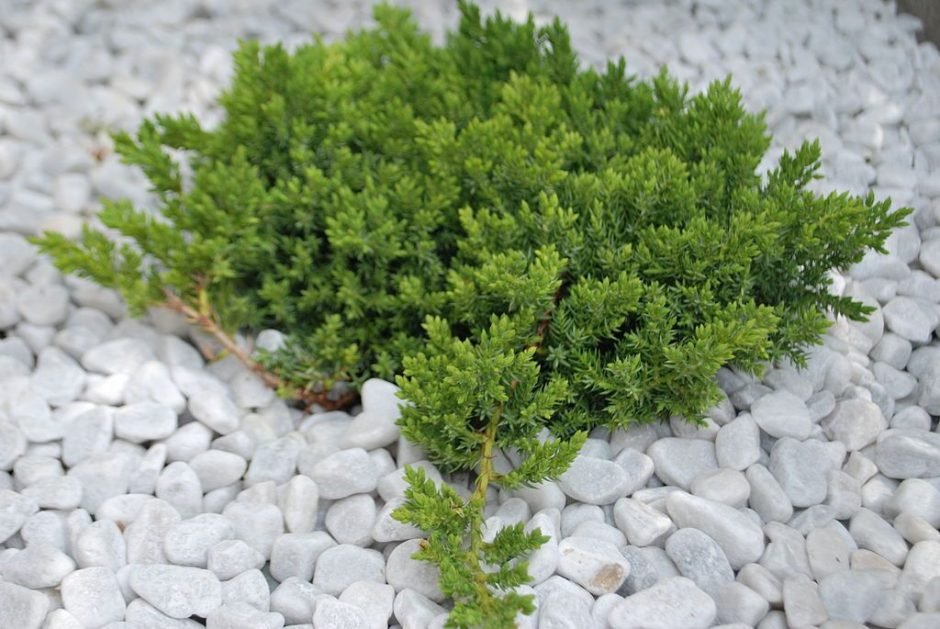 Onde plantar Junípero rastejante 'Nana' (Juniperus procumbens 'Nana')_2