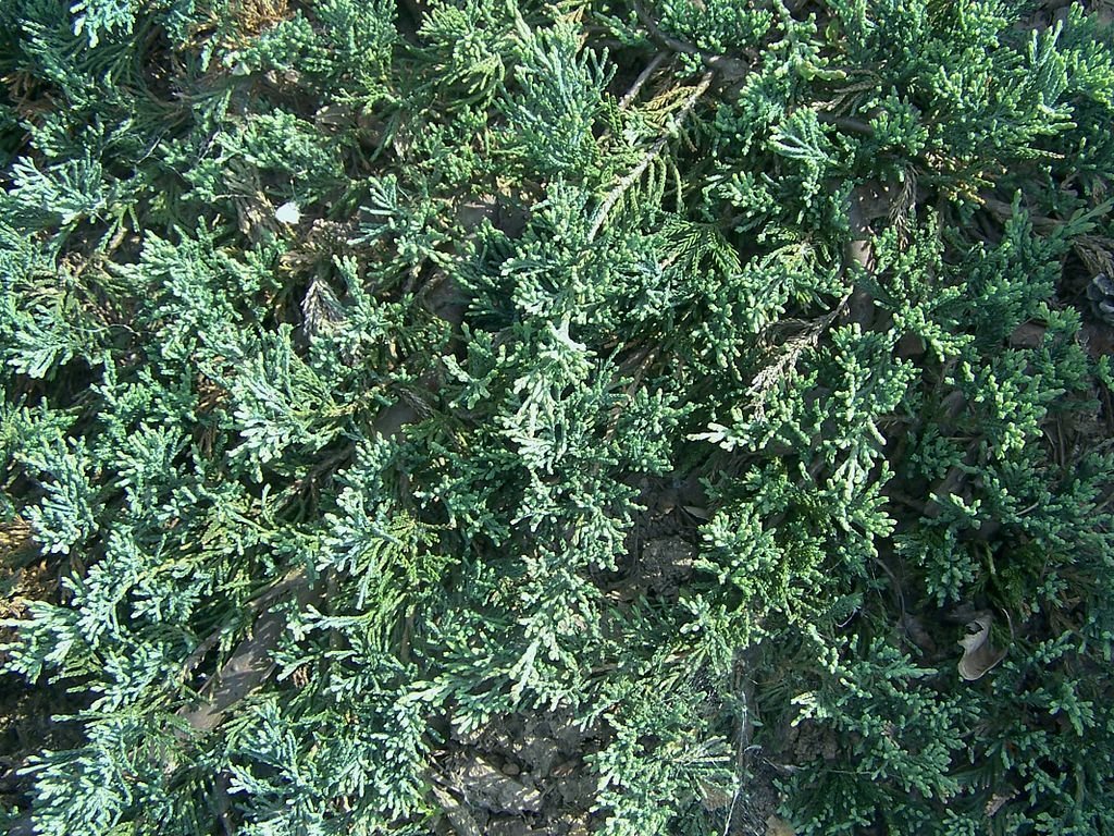 Junípero rastejante 'Wiltonii' (Juniperus horizontalis 'Wiltonii')