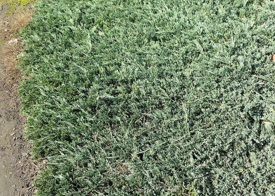 Como plantar Junípero rastejante 'Wiltonii' (Juniperus horizontalis 'Wiltonii')_1