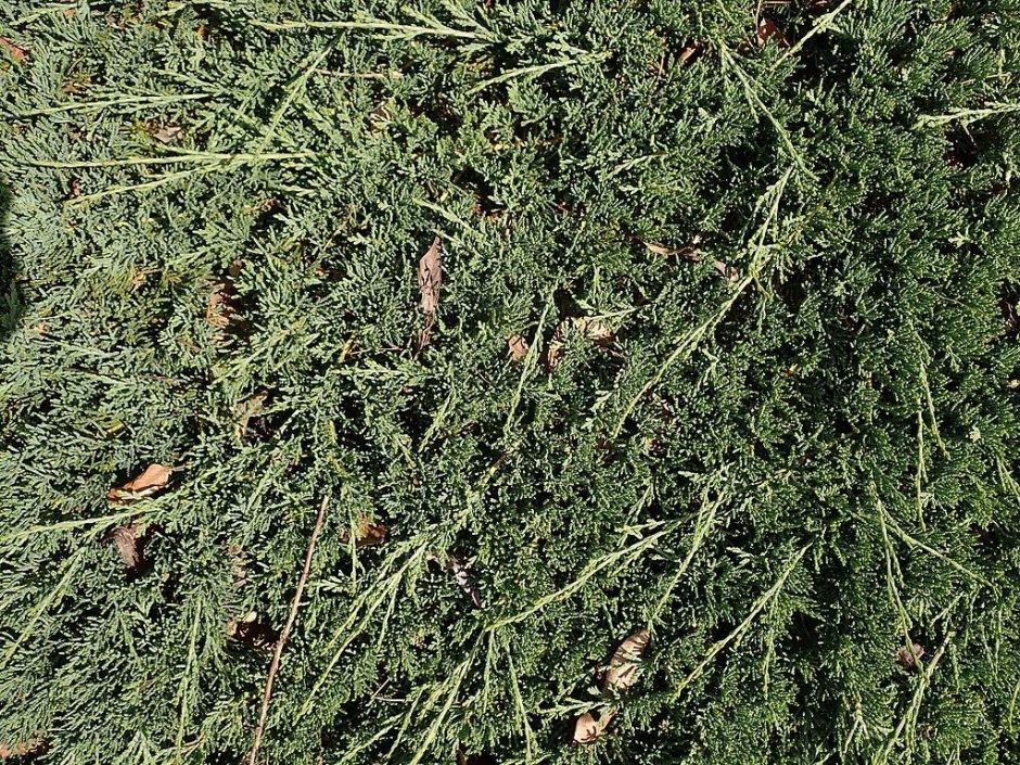 Onde plantar Junípero rastejante 'Wiltonii' (Juniperus horizontalis 'Wiltonii')_2