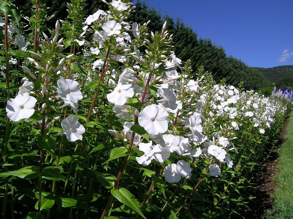Phlox carolina 'Miss Lingard' (Phlox carolina 'Miss Lingard')