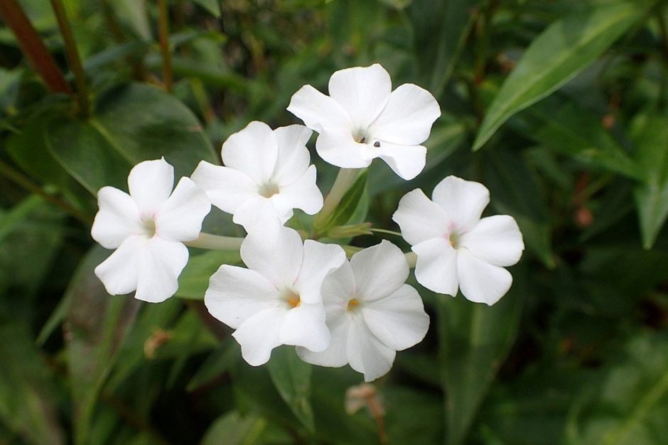 Como plantar Phlox carolina 'Miss Lingard' (Phlox carolina 'Miss Lingard')_1