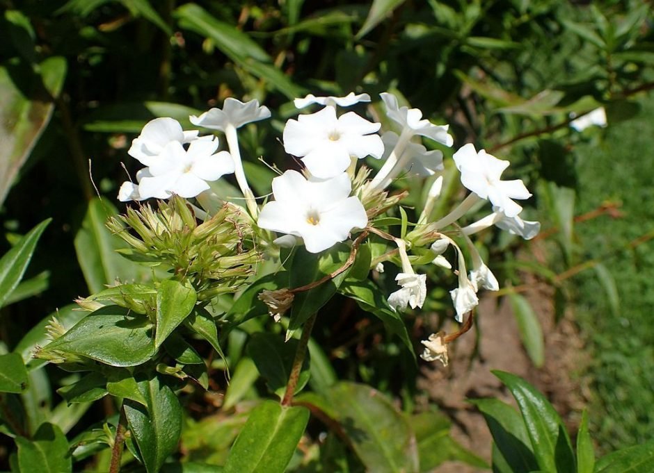 Onde plantar Phlox carolina 'Miss Lingard' (Phlox carolina 'Miss Lingard')_2