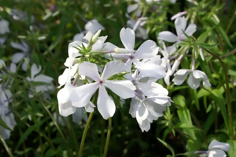 Phlox divaricata 'May Breeze' (Phlox divaricata 'May Breeze')