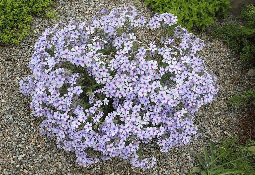 Phlox divaricata (Phlox divaricata)