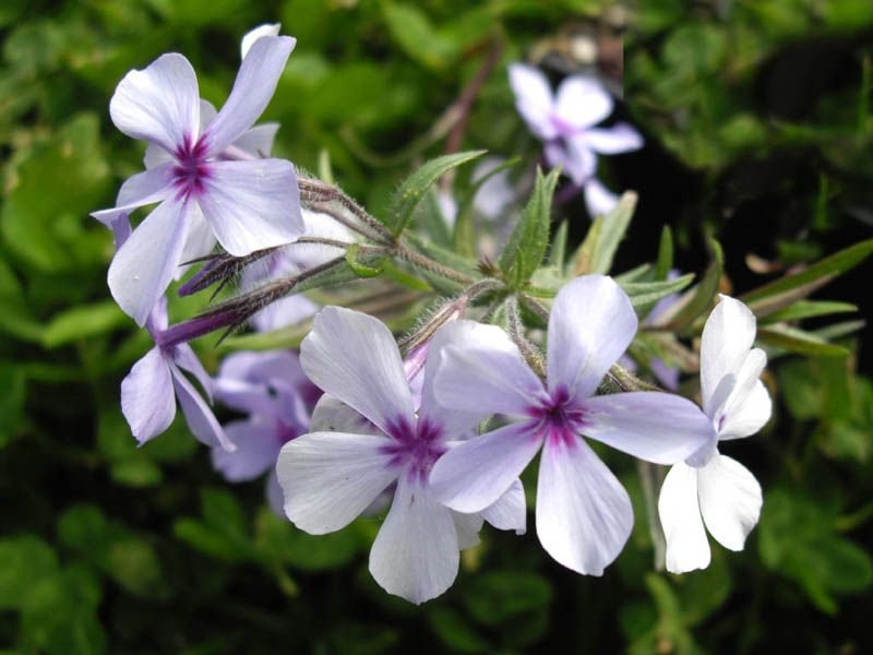 Phlox divaricata subsp. laphamii 'Chattahoochee' (Phlox divaricata subsp. laphamii 'Chattahoochee')
