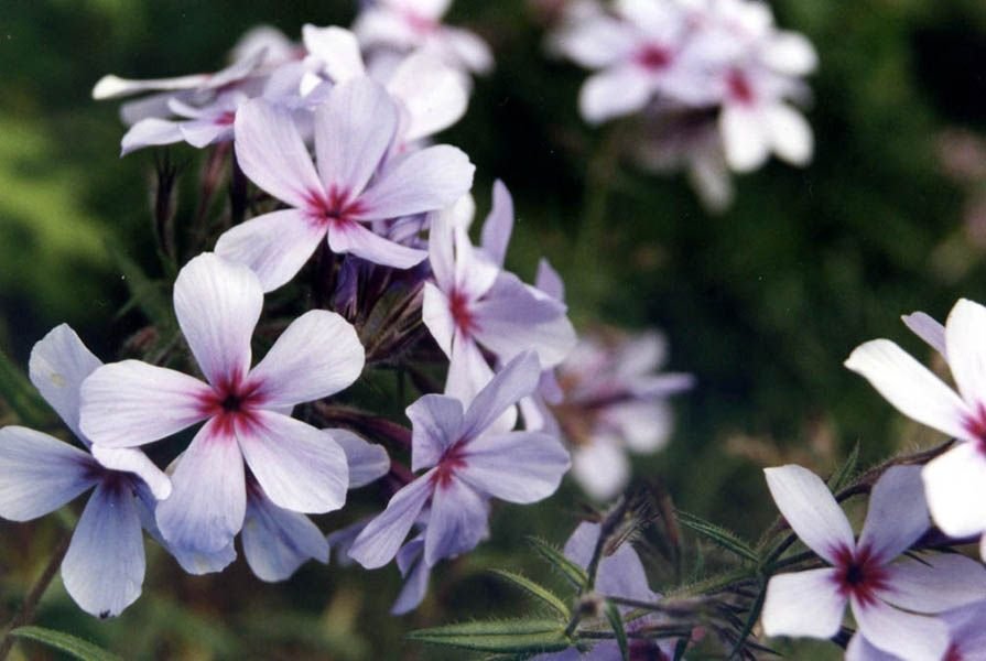 Como plantar Phlox divaricata subsp. laphamii 'Chattahoochee' (Phlox divaricata subsp. laphamii 'Chattahoochee')_1