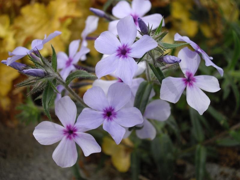 Onde plantar Phlox divaricata subsp. laphamii 'Chattahoochee' (Phlox divaricata subsp. laphamii 'Chattahoochee')_2
