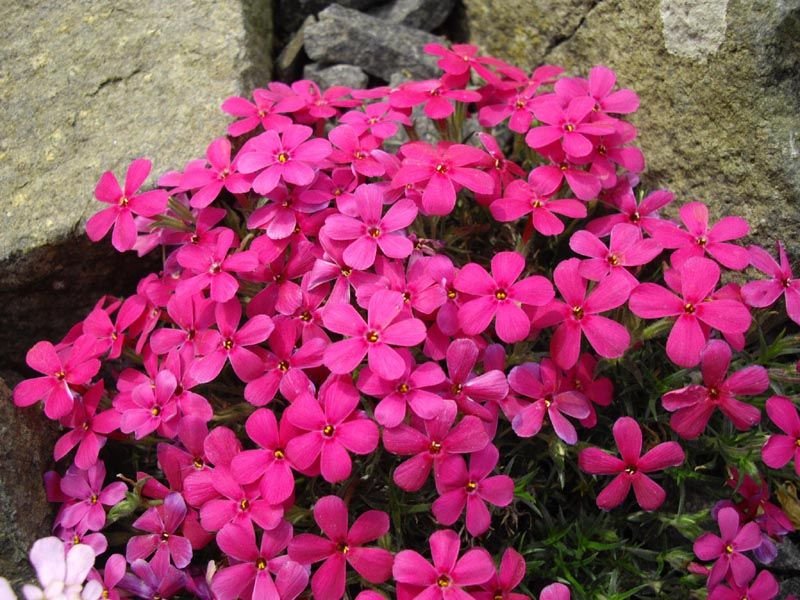Como plantar Phlox douglasii 'Crackerjack' (Phlox douglasii 'Crackerjack')_1