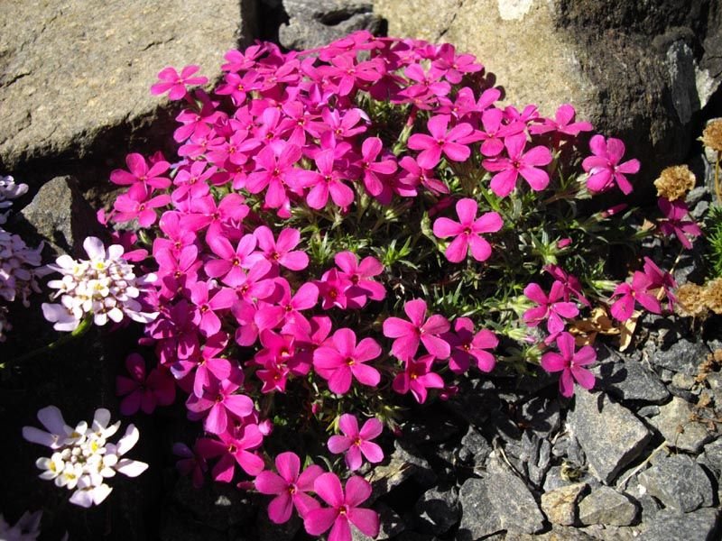 Onde plantar Phlox douglasii 'Crackerjack' (Phlox douglasii 'Crackerjack')_2