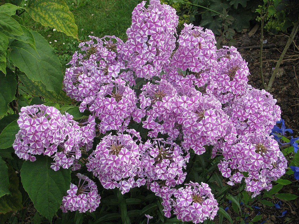 Phlox maculata 'Natascha' (Phlox maculata 'Natascha')