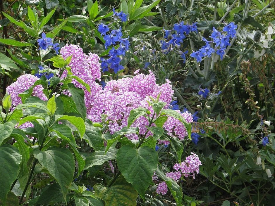 Como plantar Phlox maculata 'Natascha' (Phlox maculata 'Natascha')_1