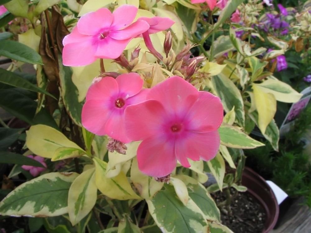 Phlox paniculata 'Becky Towe' (Phlox paniculata 'Becky Towe')