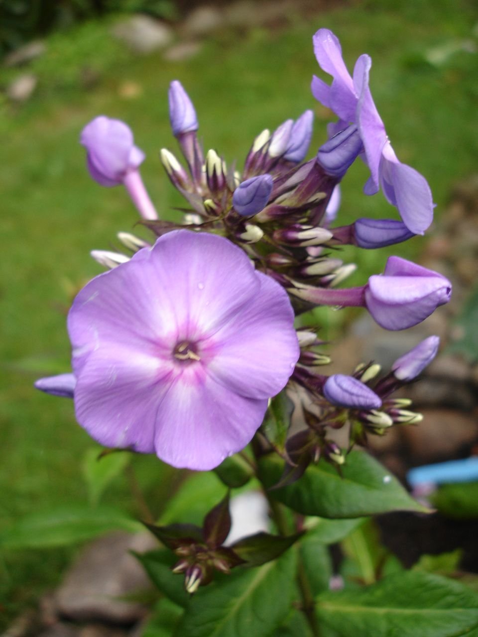 Phlox paniculata 'Blue Boy' (Phlox paniculata 'Blue Boy')