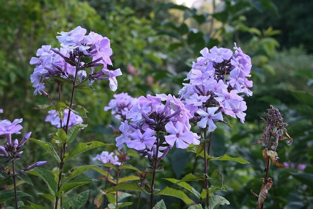 Phlox paniculata 'Blue Evening' (Phlox paniculata 'Blue Evening')