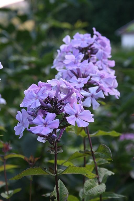 Como plantar Phlox paniculata 'Blue Evening' (Phlox paniculata 'Blue Evening')_1