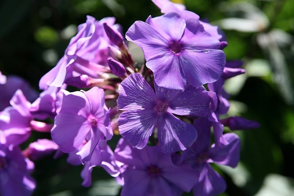 Phlox paniculata 'Blue Paradise' (Phlox paniculata 'Blue Paradise')