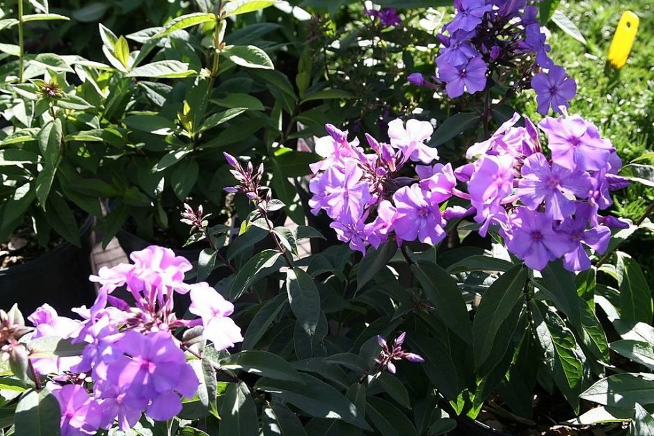 Como plantar Phlox paniculata 'Blue Paradise' (Phlox paniculata 'Blue Paradise')_1
