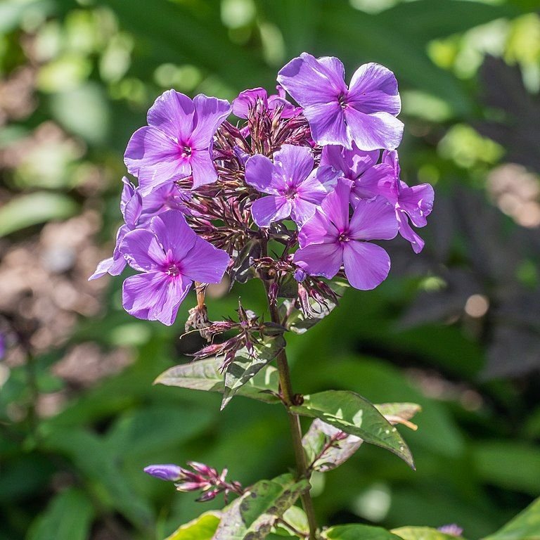 Onde plantar Phlox paniculata 'Blue Paradise' (Phlox paniculata 'Blue Paradise')_2