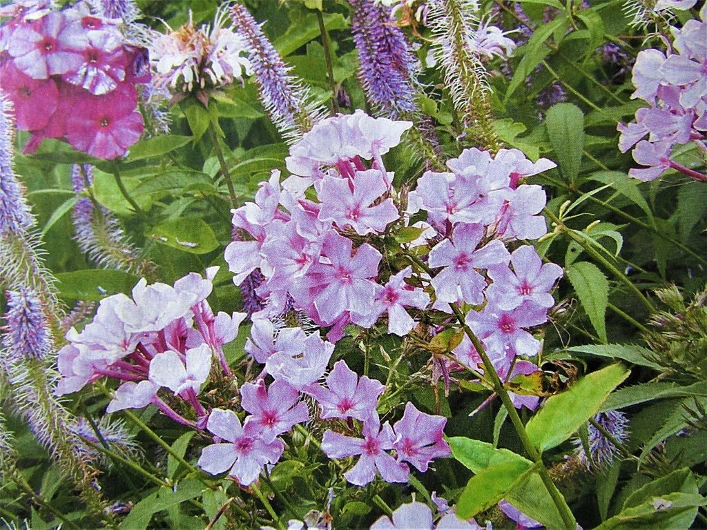 Phlox paniculata 'Bright Eyes' (Phlox paniculata 'Bright Eyes')