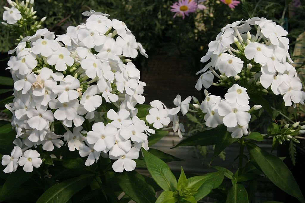 Phlox paniculata 'David' (Phlox paniculata 'David')