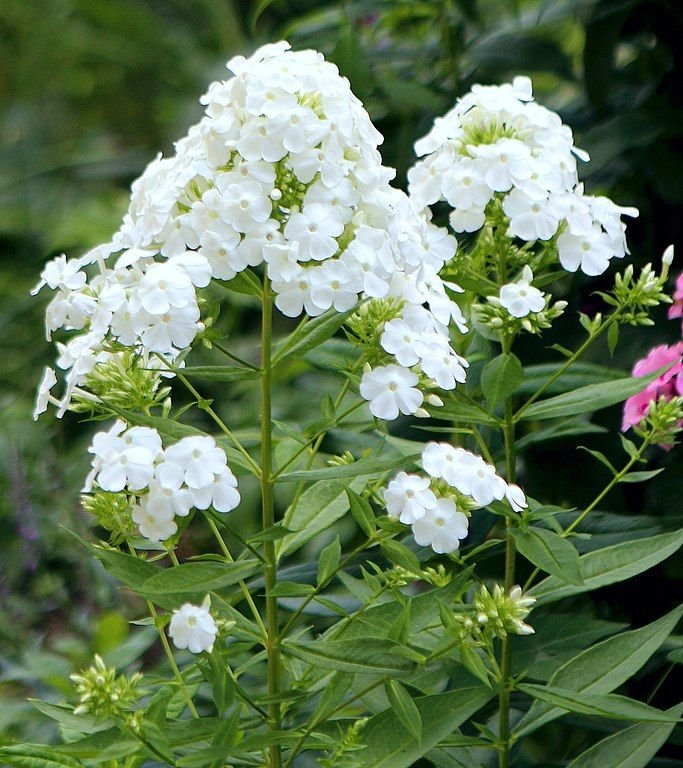 Como plantar Phlox paniculata 'David' (Phlox paniculata 'David')_1