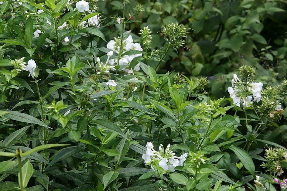 Onde plantar Phlox paniculata 'David' (Phlox paniculata 'David')_2