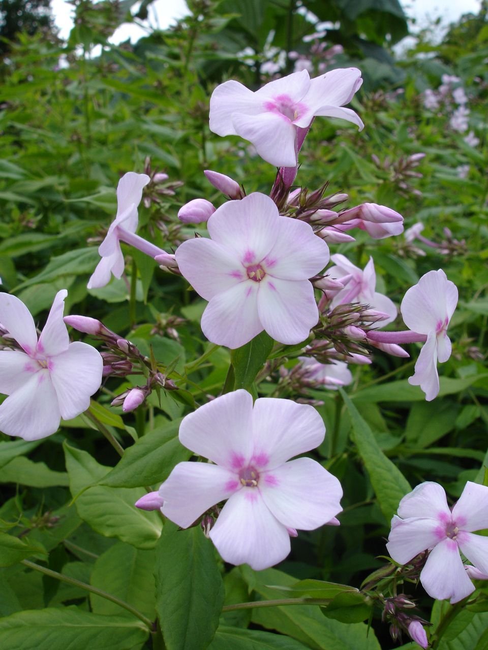 Phlox paniculata 'Discovery' (Phlox paniculata 'Discovery')