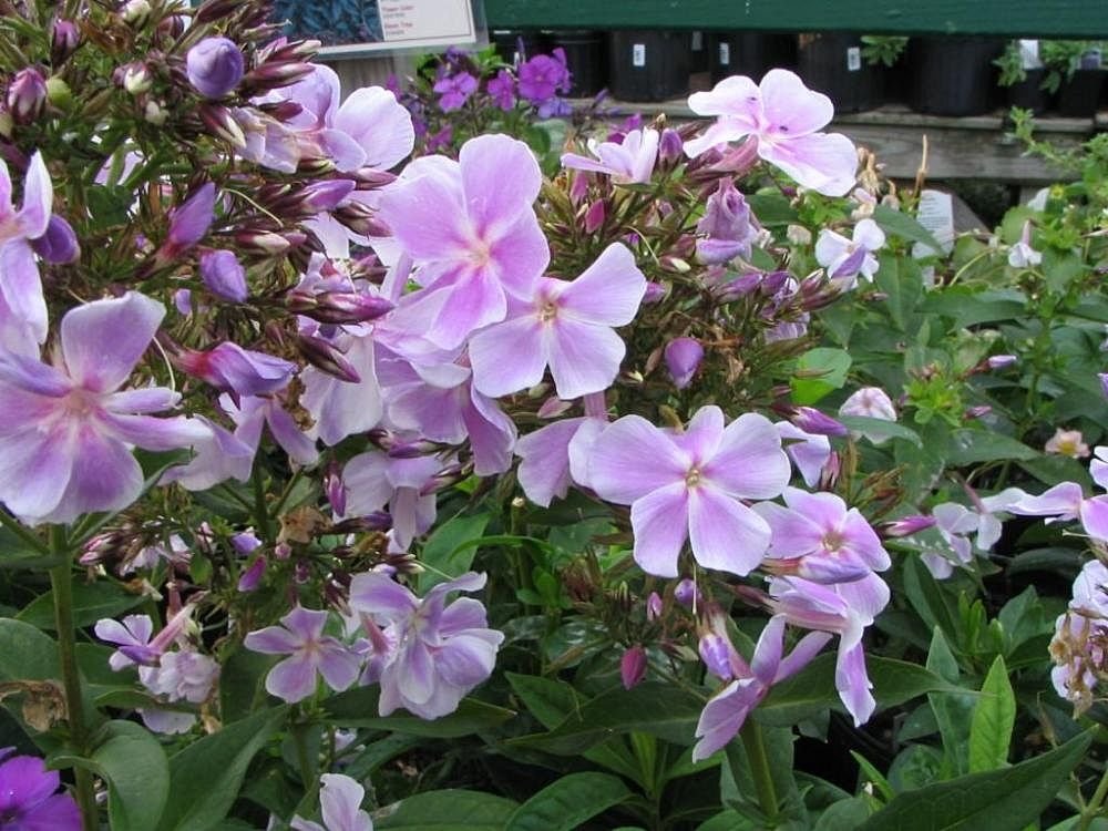 Phlox paniculata 'Franz Schubert' (Phlox paniculata 'Franz Schubert')