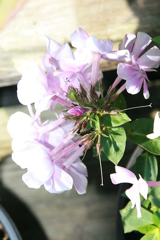 Como plantar Phlox paniculata 'Franz Schubert' (Phlox paniculata 'Franz Schubert')_1