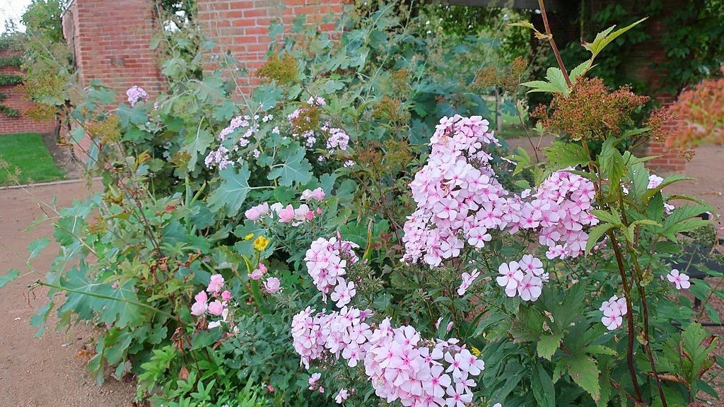 Phlox paniculata 'Jade' (Phlox paniculata 'Jade')