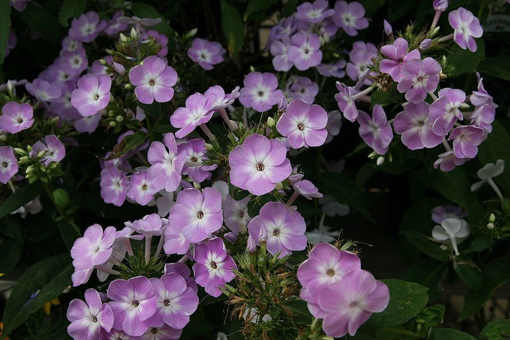 Phlox paniculata 'Katherine' (Phlox paniculata 'Katherine')