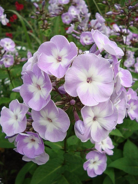 Como plantar Phlox paniculata 'Katherine' (Phlox paniculata 'Katherine')_1