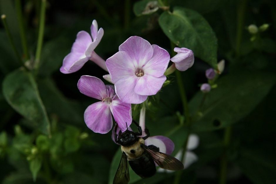 Onde plantar Phlox paniculata 'Katherine' (Phlox paniculata 'Katherine')_2