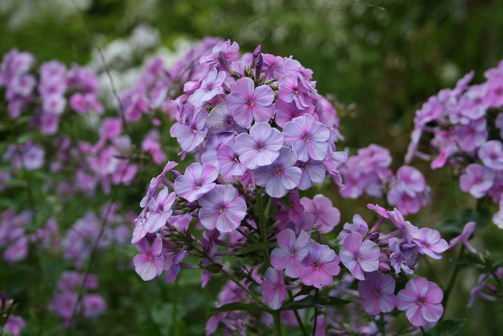 Phlox paniculata 'Lilac Time' (Phlox paniculata 'Lilac Time')