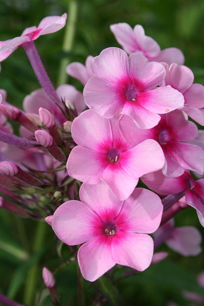Phlox paniculata 'Miss Pepper' (Phlox paniculata 'Miss Pepper')