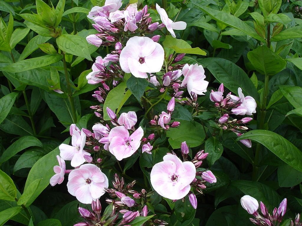 Phlox paniculata 'Mother of Pearl' (Phlox paniculata 'Mother of Pearl')