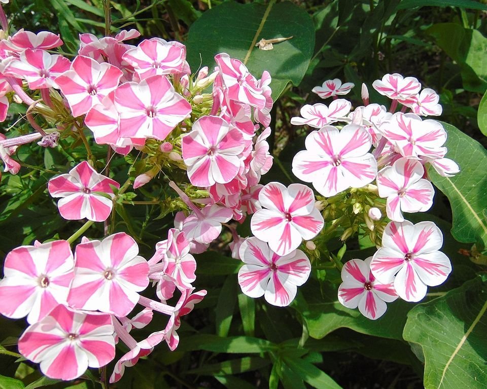 Phlox paniculata 'Peppermint Twist' (Phlox paniculata 'Peppermint Twist')