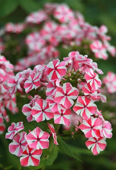 Como plantar Phlox paniculata 'Peppermint Twist' (Phlox paniculata 'Peppermint Twist')_1
